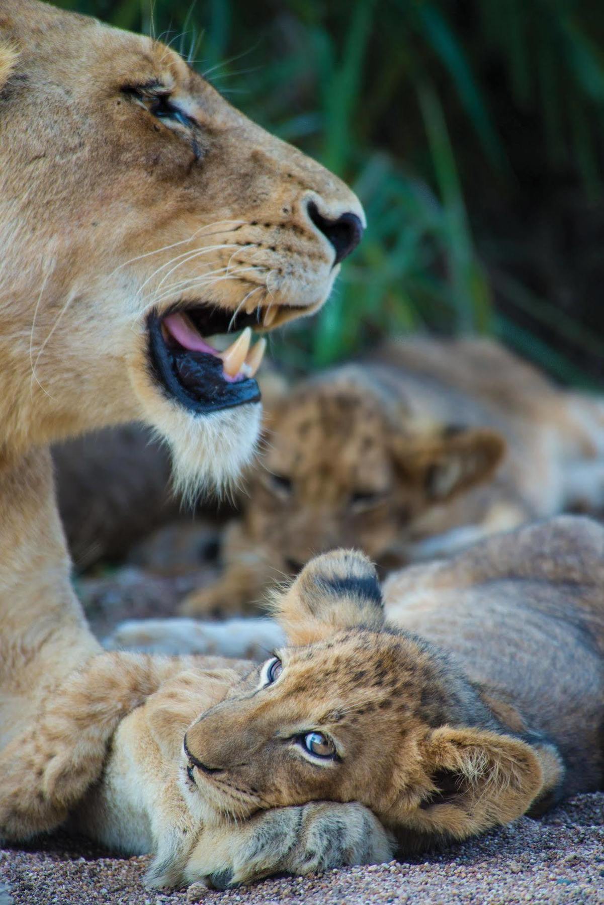 Lion Sands - Tinga Lodge Skukuza Exterior foto