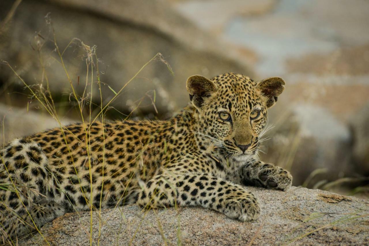 Lion Sands - Tinga Lodge Skukuza Exterior foto